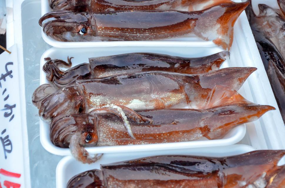 Free Image of Fresh Squid on Display at Market  