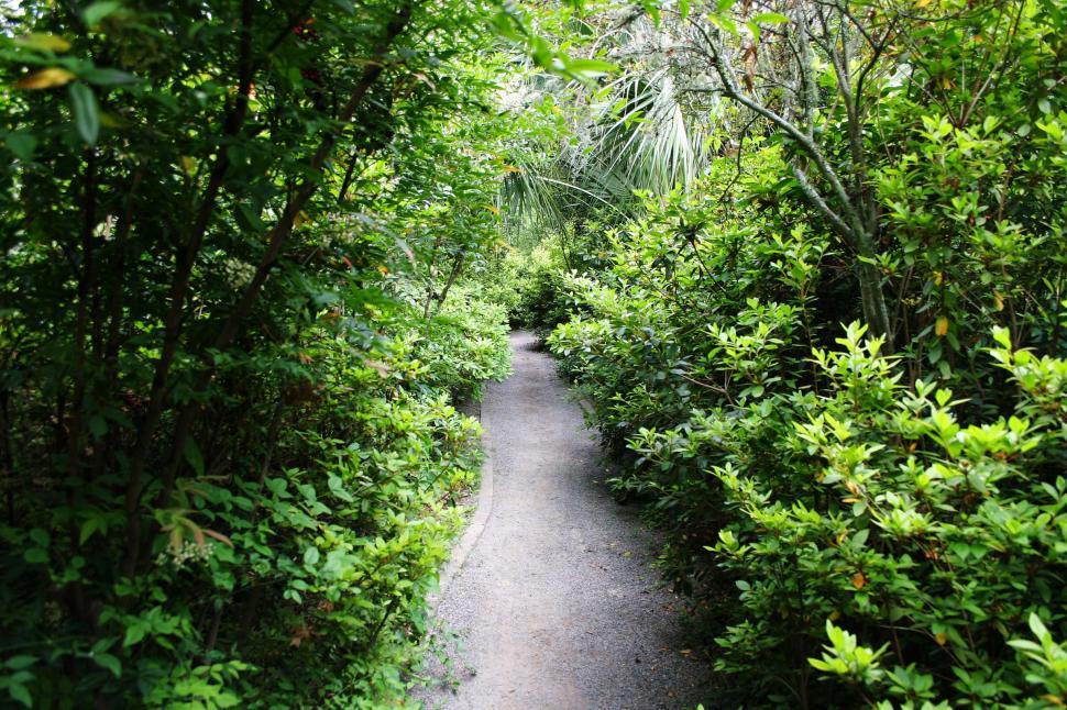 Free Image of path walkway plants jungle vegetation dense south carolina 