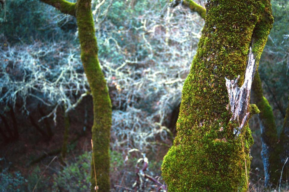 Free Image of Mossy tree trunk in the forest 