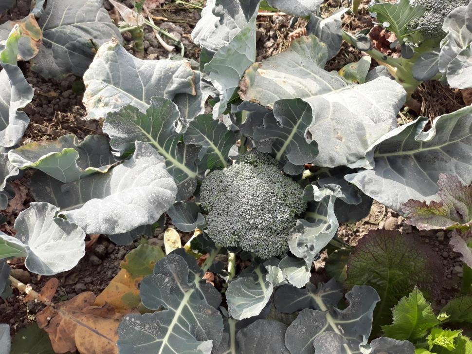 Free Image of Cauliflower growing 