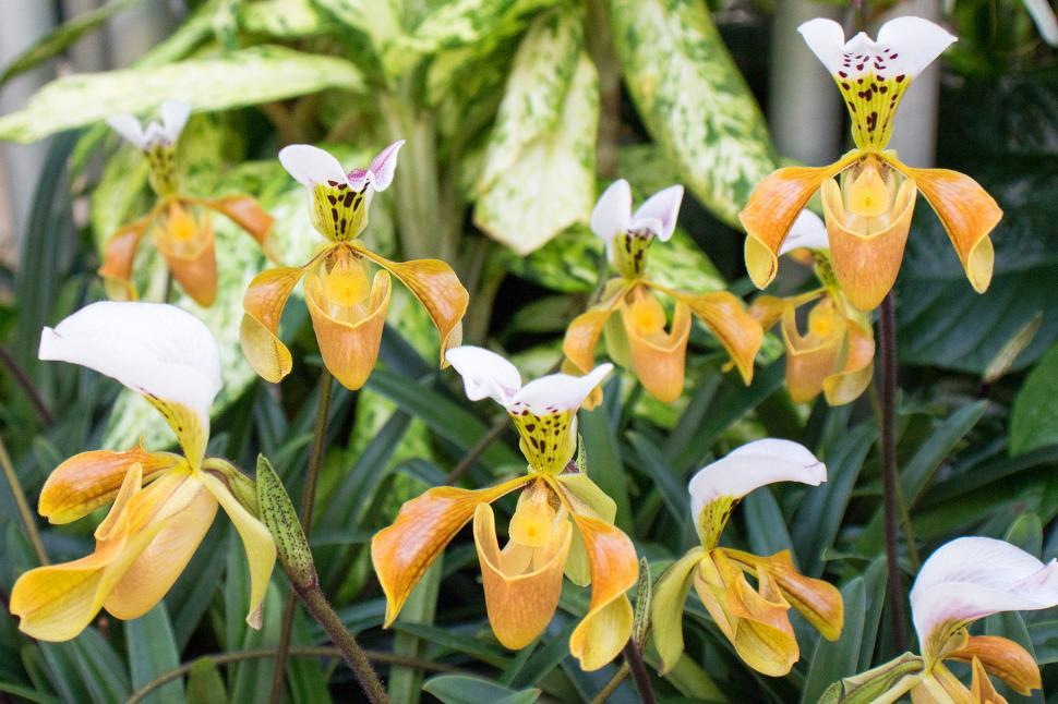 Free Image of Paphiopedilum Gratrixianum Orchids in Greehouse 