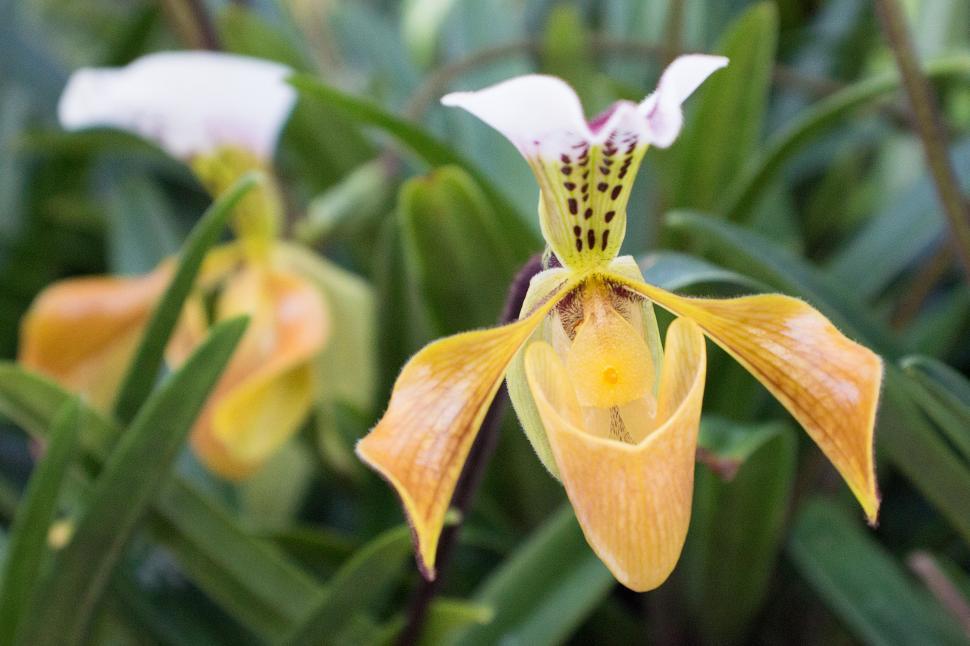 Free Image of Yellow Paphiopedilum Gratrixianum or Lady Slipper Orchid 