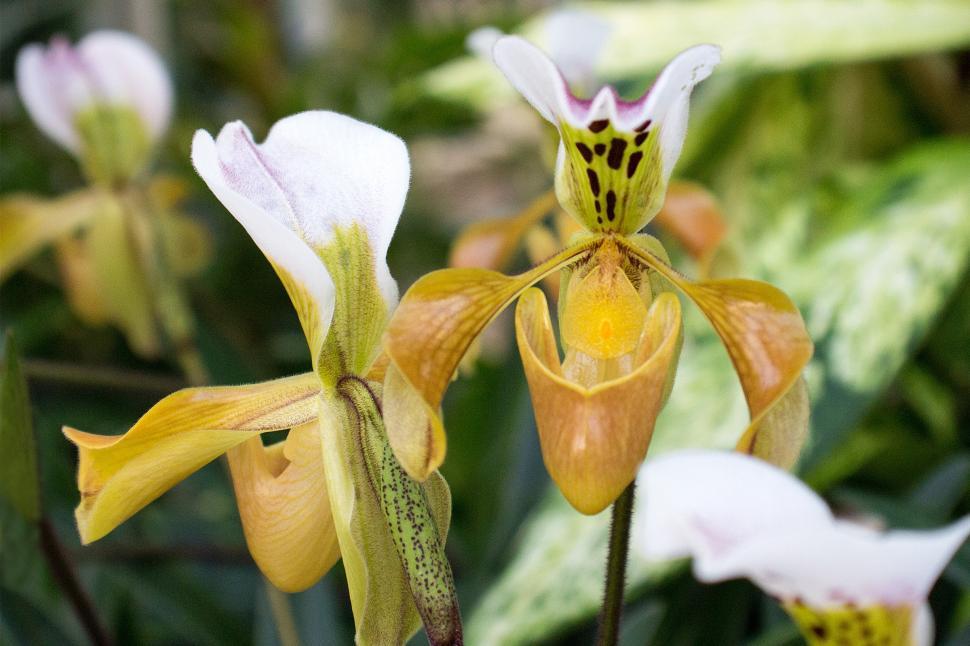 Free Image of Flowers of Paphiopedilum Gratrixianum Orchid 
