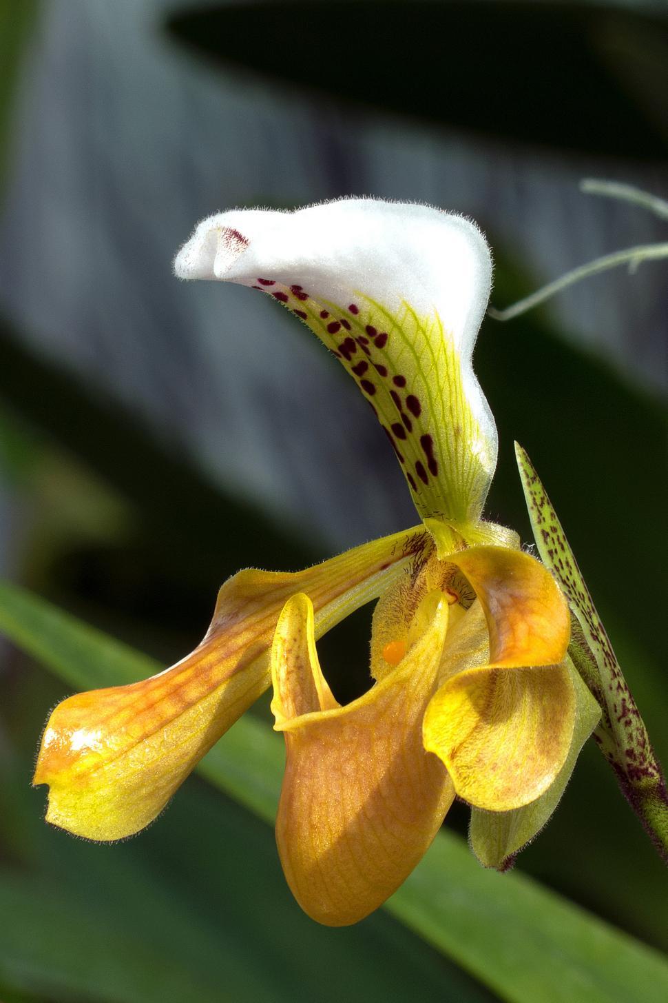 Free Image of Paphiopedilum Orchid Flower 