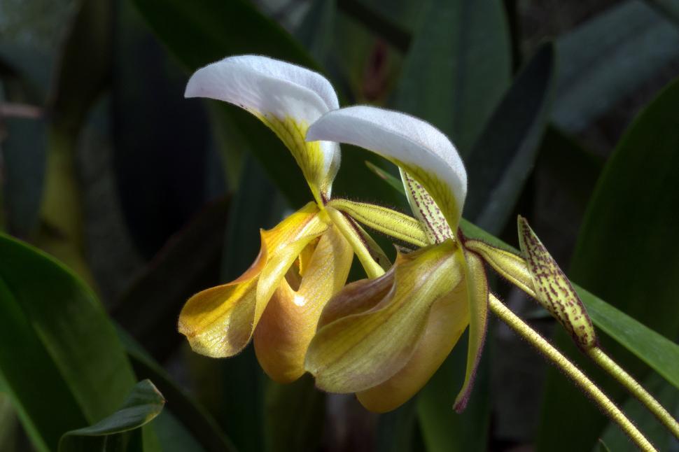 Free Image of Yellow Lady Slipper Orchid Flowers 