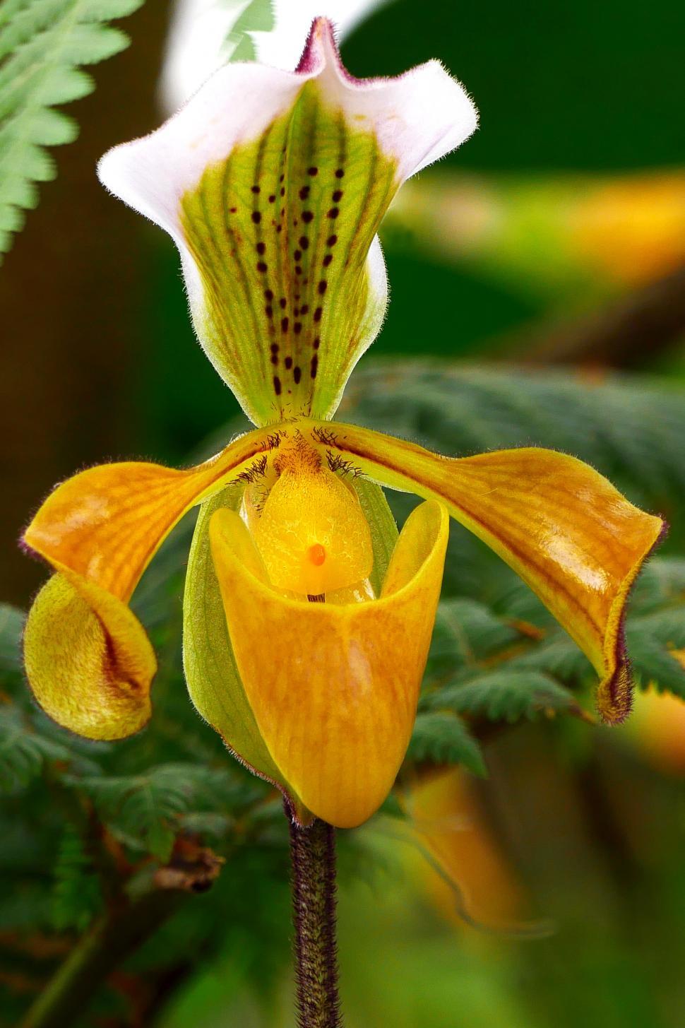 Free Image of Yellow Lady Slipper Orchid or Paphiopedilum Gratrixianum 