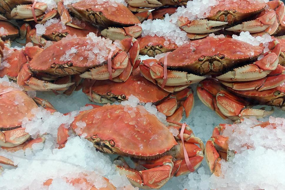 Free Image of Tray of Cooked Dungeness  Crabs for Sale 