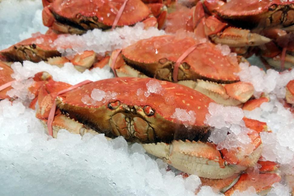 Free Image of Dungeness  Crabs on Ice 