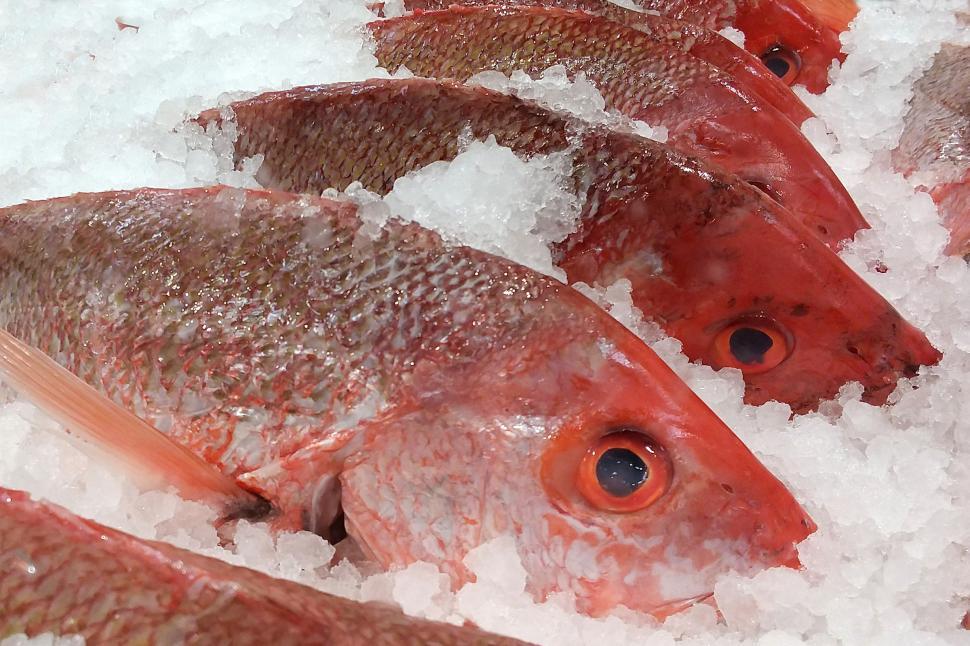 Free Image of Red Snappers on Ice at Market 