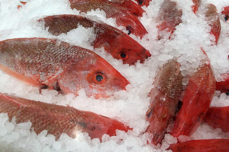 Download Free Stock Photo of Fresh Red Snappers on Ice 