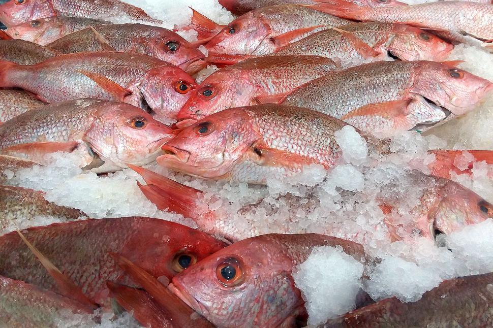 Free Image of Red Snappers 
