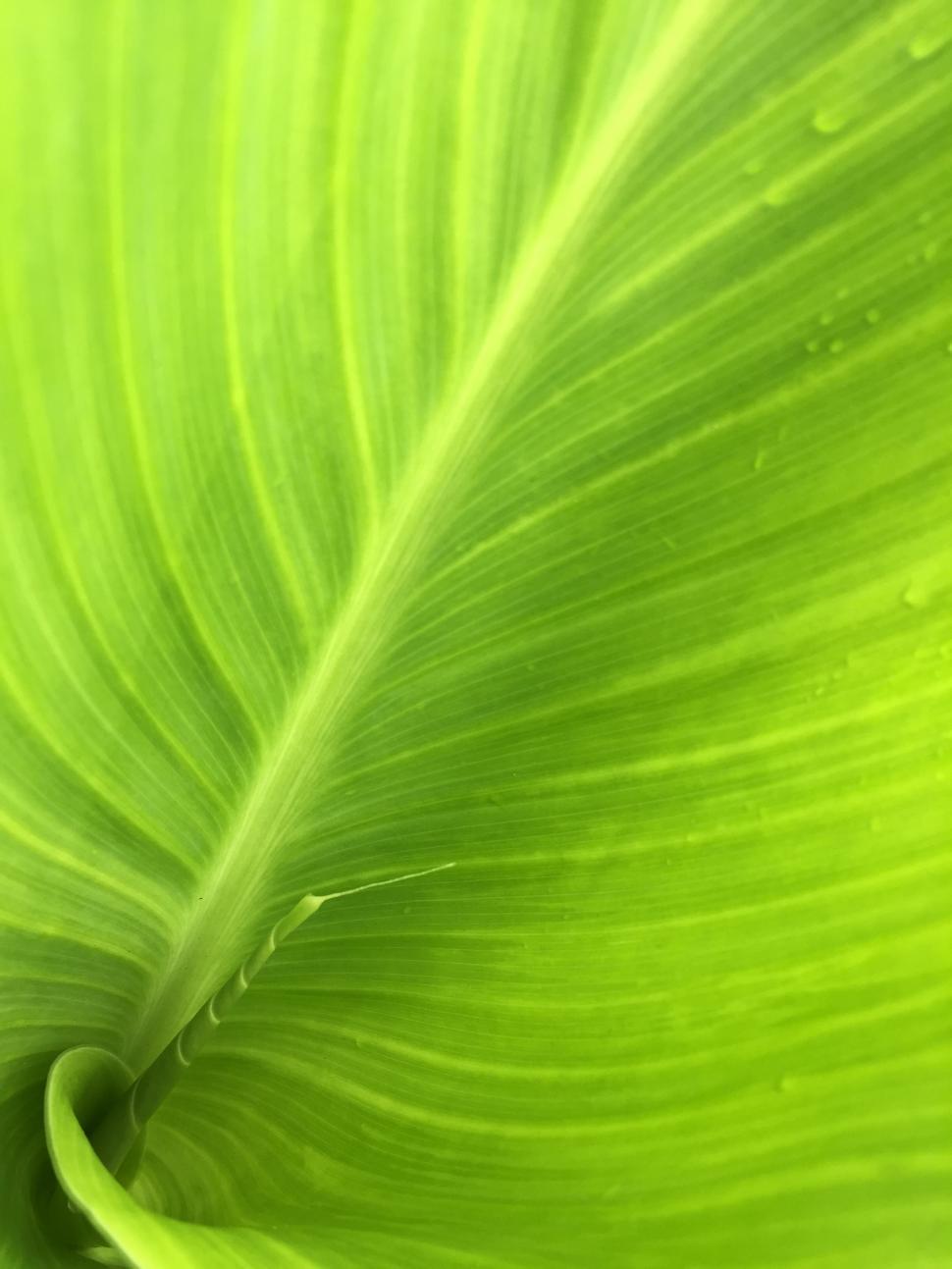 Download Free Stock Photo of Green leaf with veins  