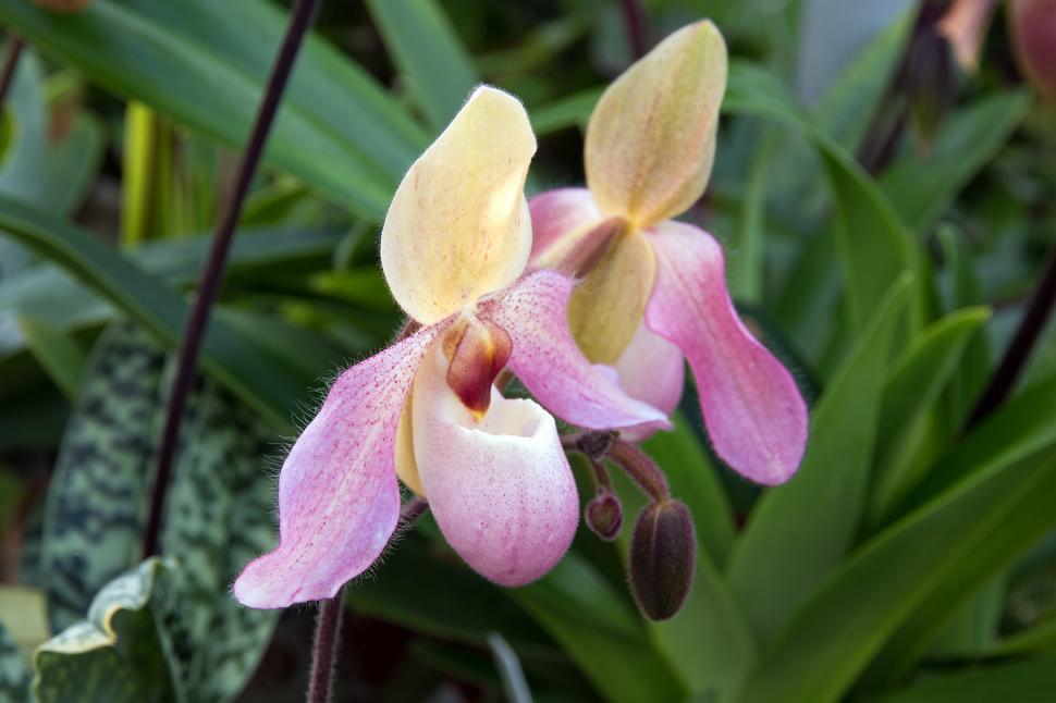 Free Image of Paph. Delenatii Orchid Pink Flowers - Pair 