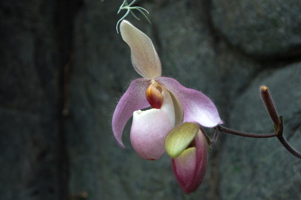 Free Image of Paph. Delenatii Pink Orchid - Single Bloom on Gray 