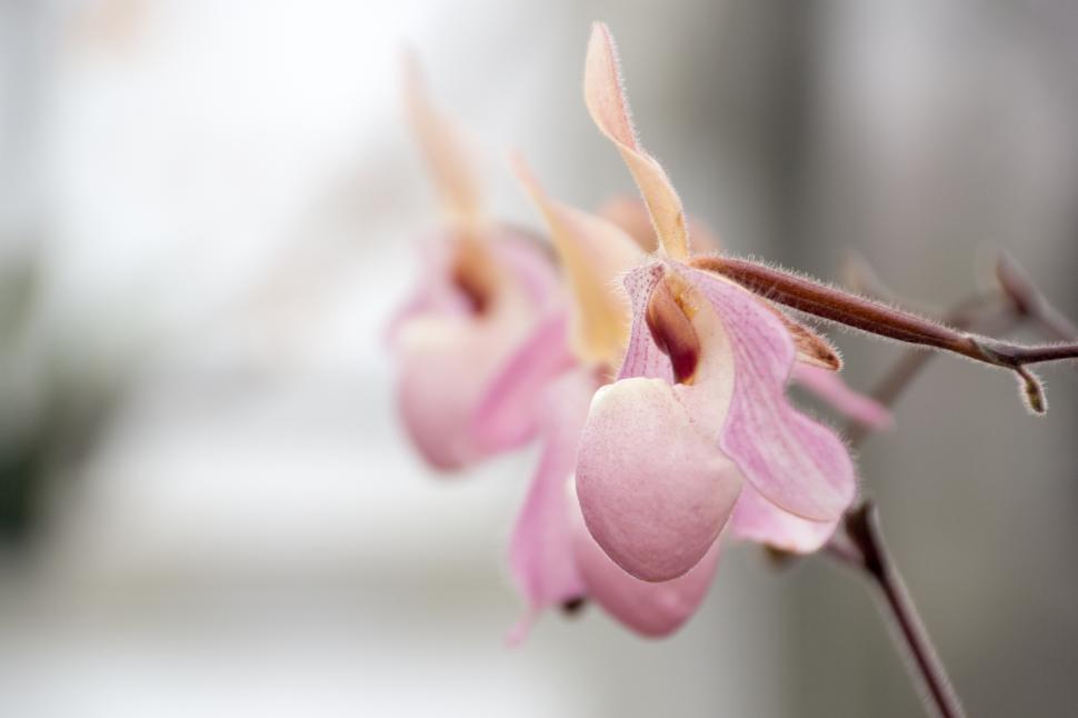 Free Image of Paph. Delenatii Orchid Pink Flowers - Blurred Background 