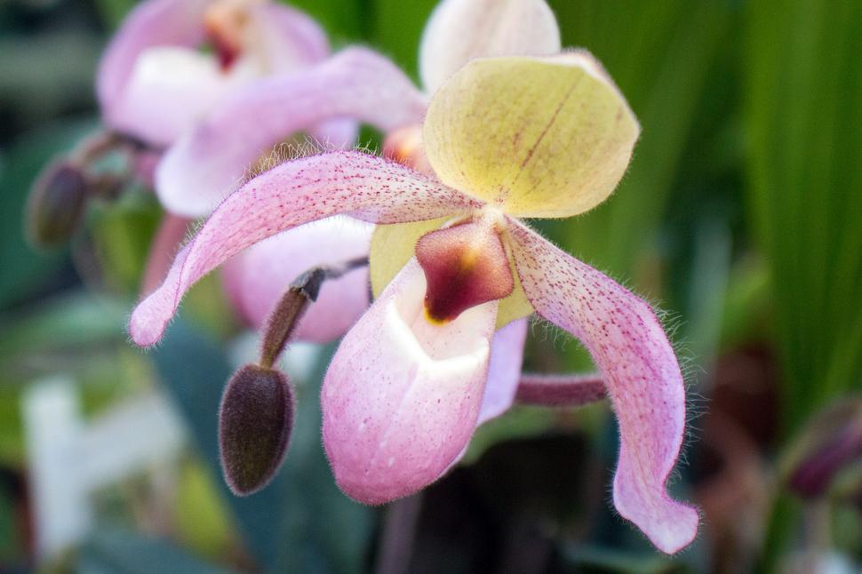 Free Image of Row of Paph. Delenatii Orchid Pink Flowers 