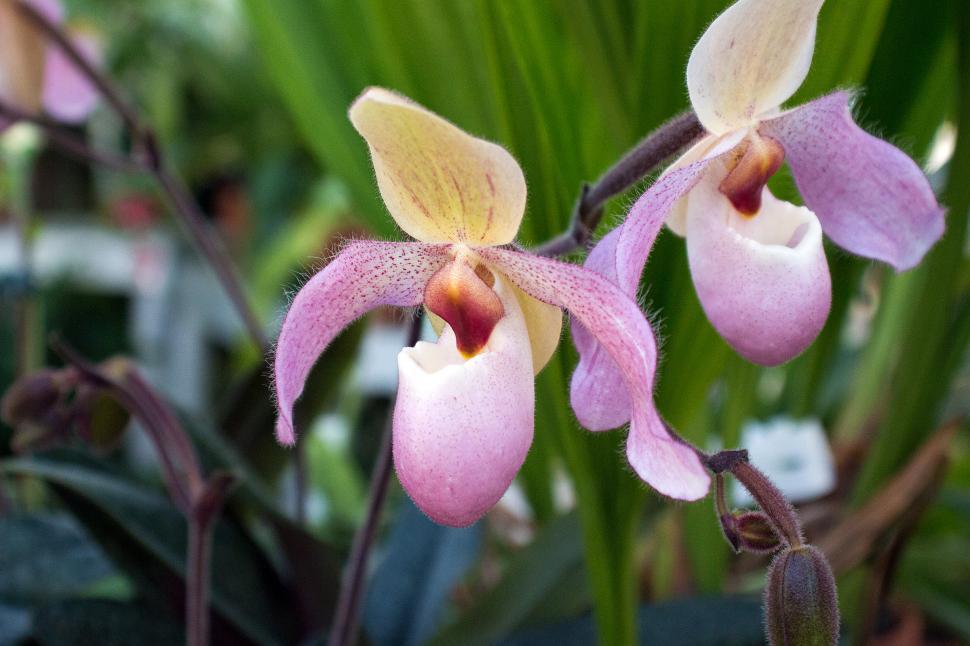 Free Image of Two Paph. Delenatii Orchid Pink Flowers 