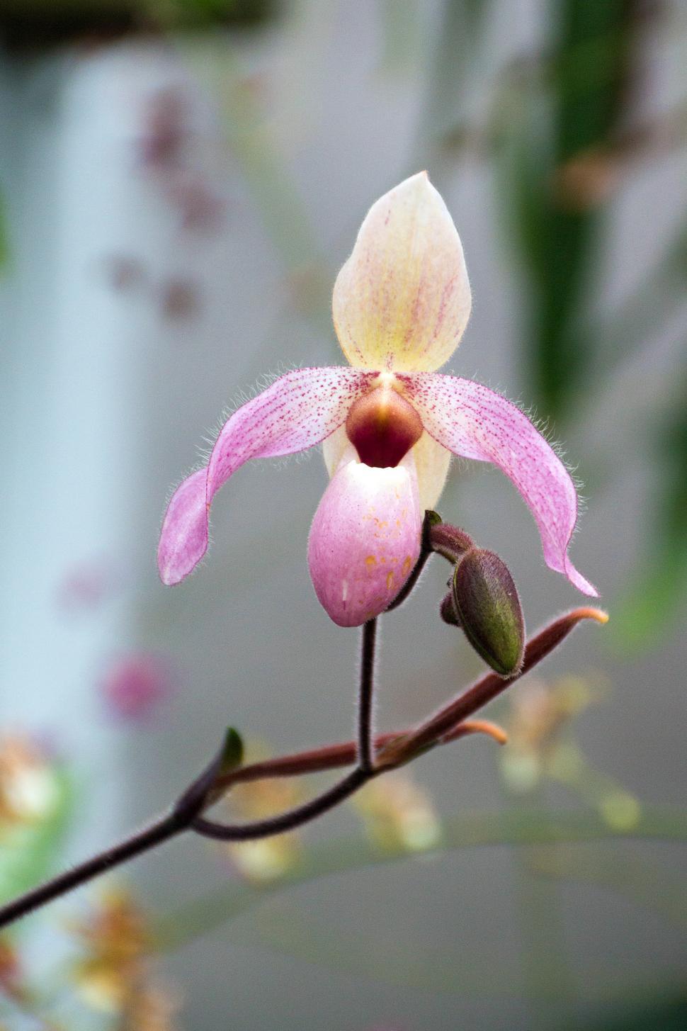 Free Image of Paphiopedilum Orchid with Pink Flower in Greenhouse 