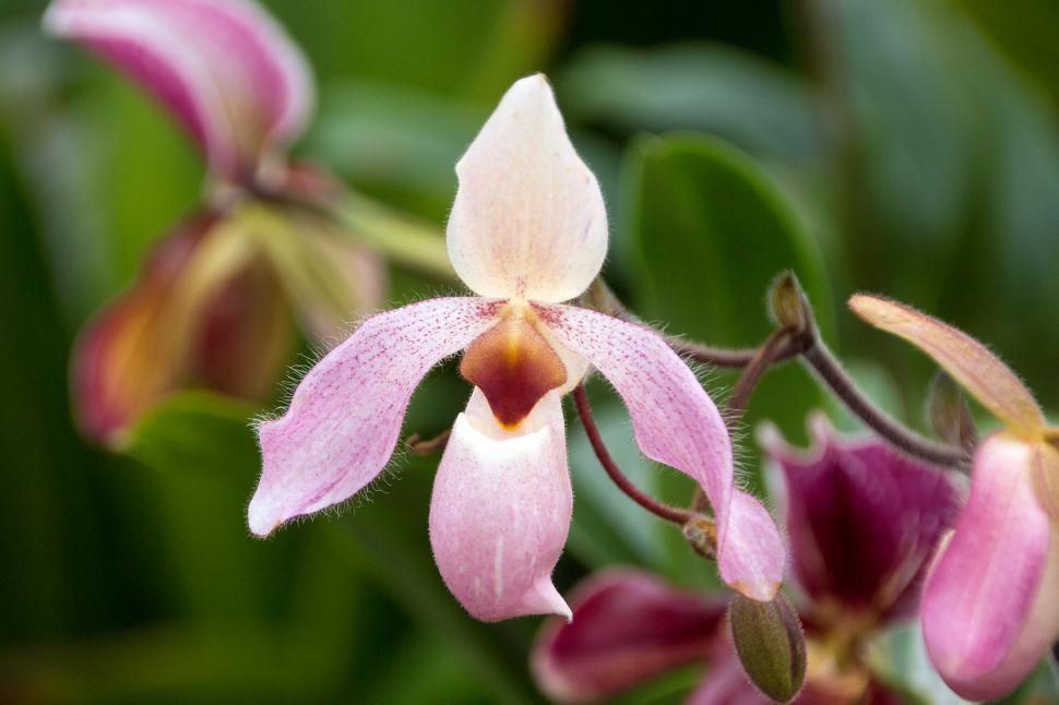 Free Image of SIngle Pink Flower of Paph. Delenatii 