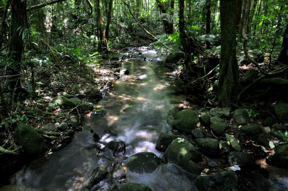 Free Image of Rainforest stream 