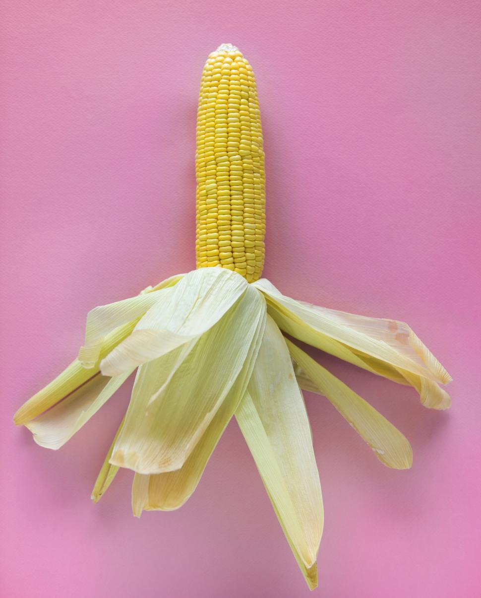 Free Image of Flat lay of raw sweet corn 