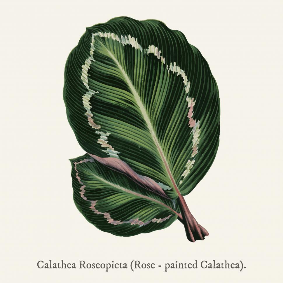 Free Image of Calathea roseopicta rose-painted calathea leaves 