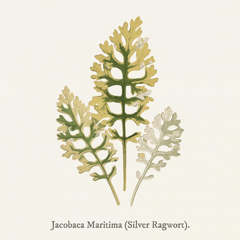 Free Image of Jacobaea maritima silver ragwort leaves 