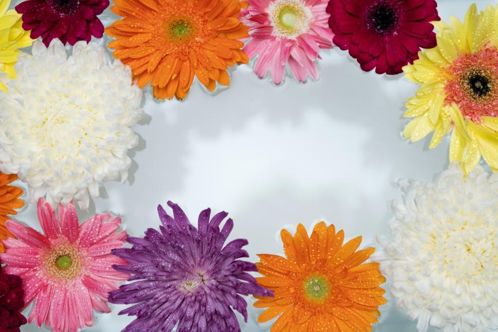Free Image of Chrysanthemum and daisy flowers on white background 