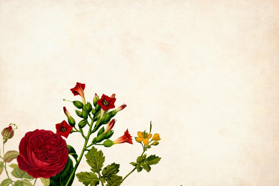 Free Image of Flower Background - Red Flowers 