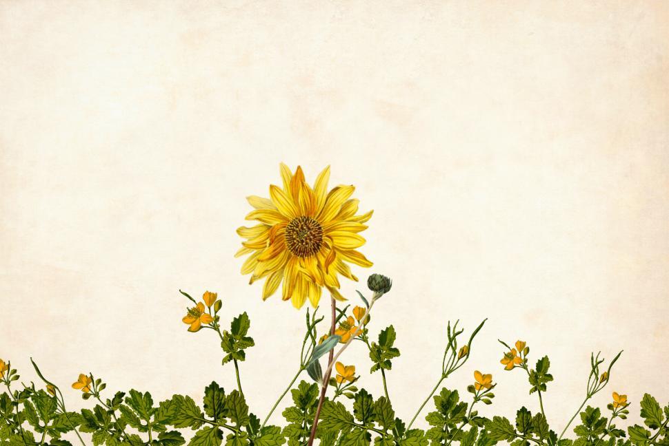 Free Image of Flower Background - Single large sunflower 