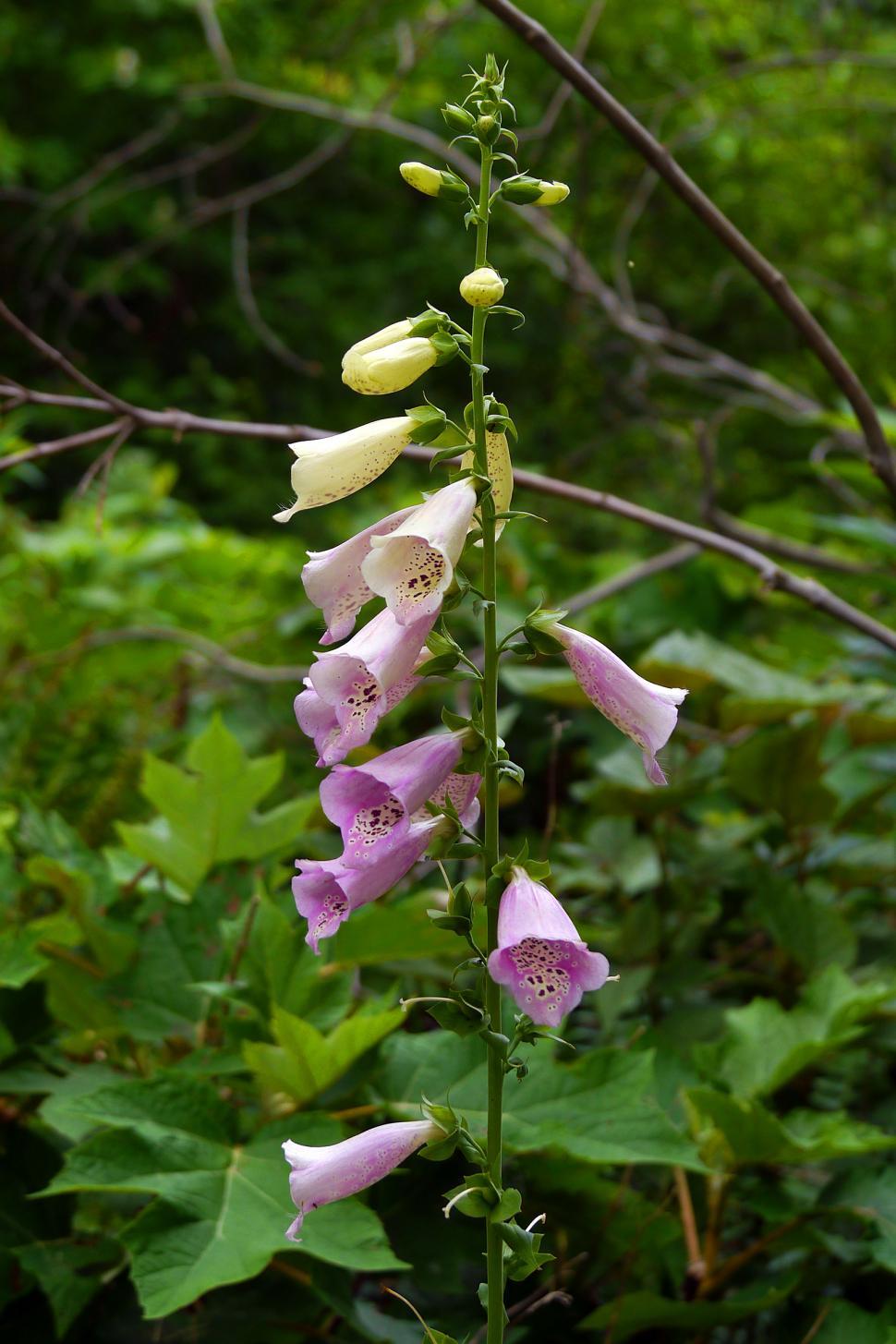 Free Image of Common Fox Gloves Blossoms 