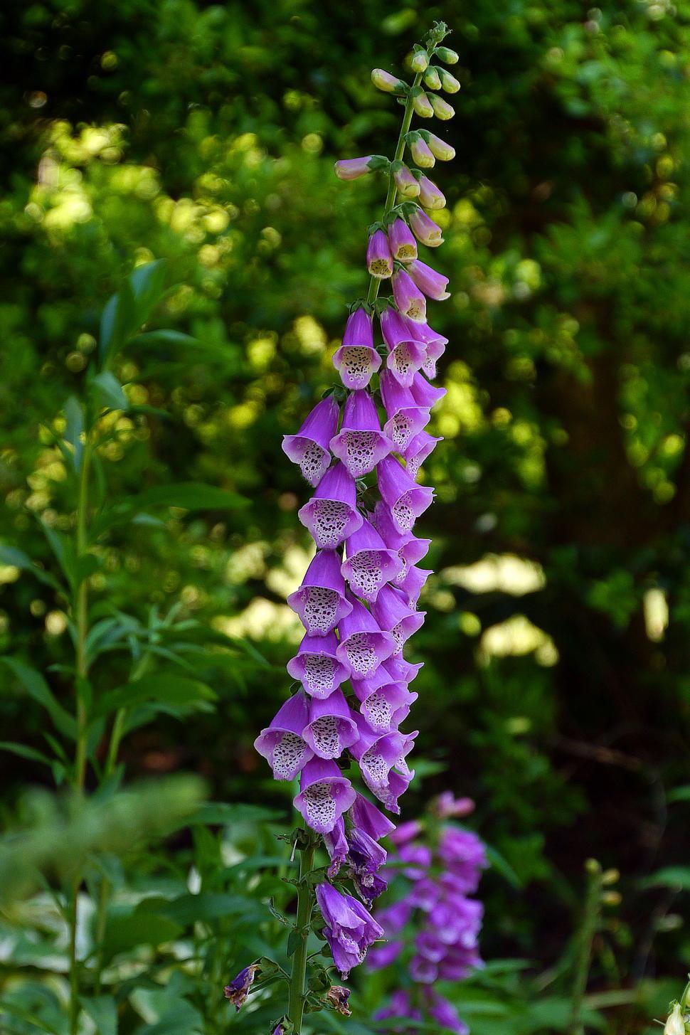 Free Image of Common Fox Gloves Blossom Spike 
