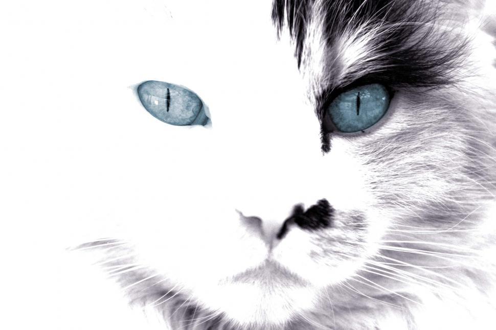 Free Image of Black and White Cat with Blue Eyes 