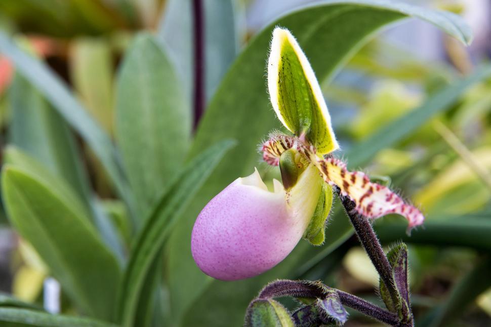 Free Image of Closeup Photo Of Paphiopedilum Liemianum Flower 
