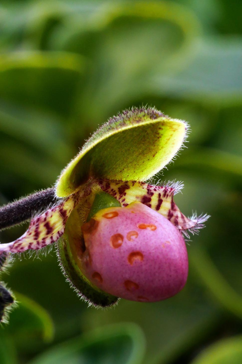 Free Image of Liem s Paphiopedilum Slipper Orchid Flower Closeup 