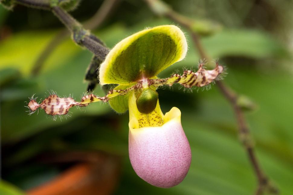 Free Image of Paph. Liemianum In Bloom 