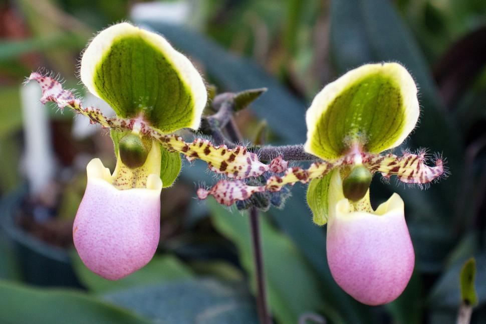 Free Image of Paphiopedilum Liemianum Orchid Flowers 
