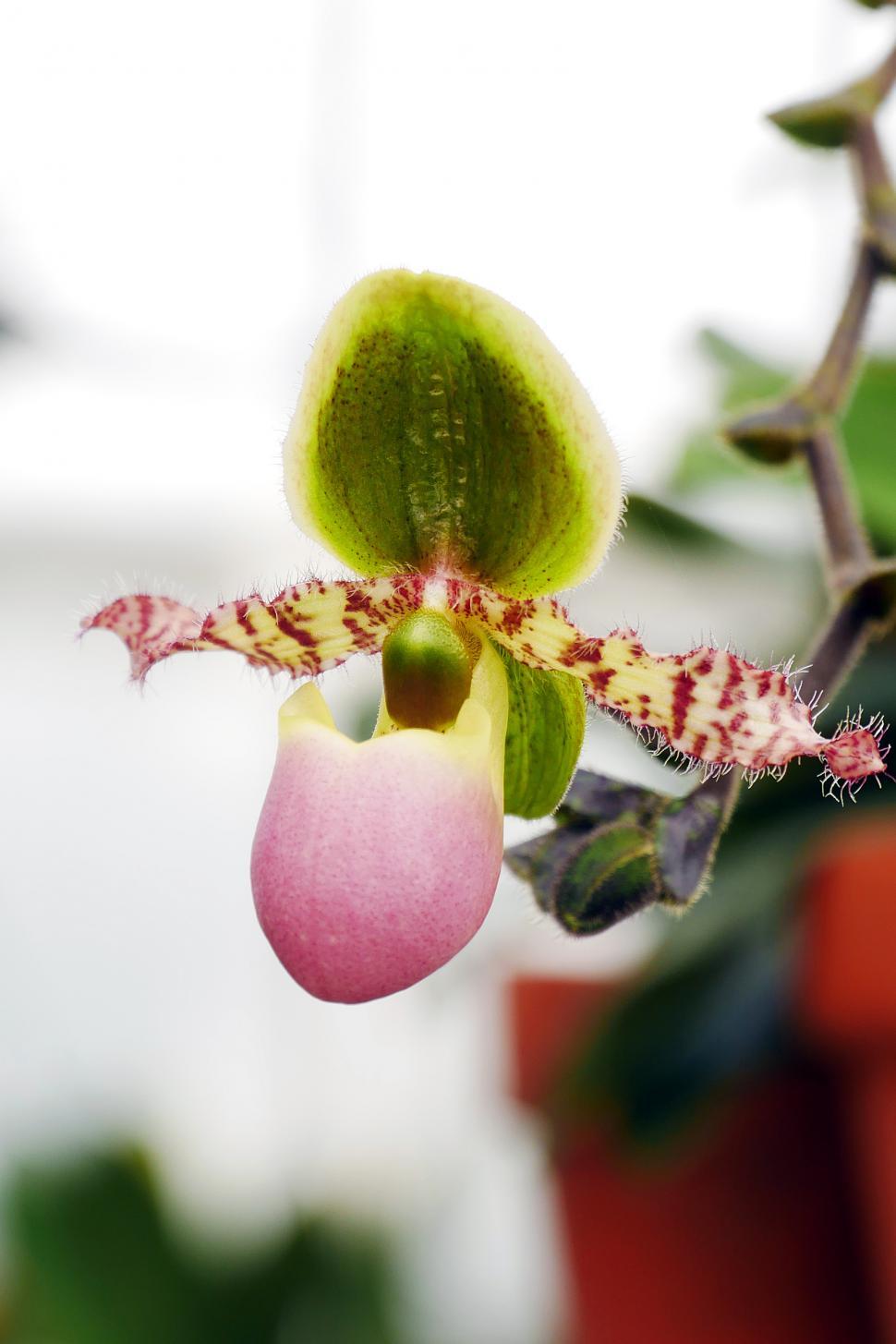 Free Image of Paphiopedilum or Slipper Orchid  