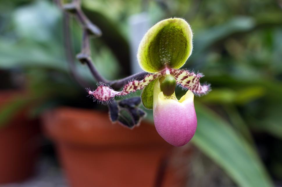 Free Image of Liem s Paphiopedilum Orchid Flower Closeup 