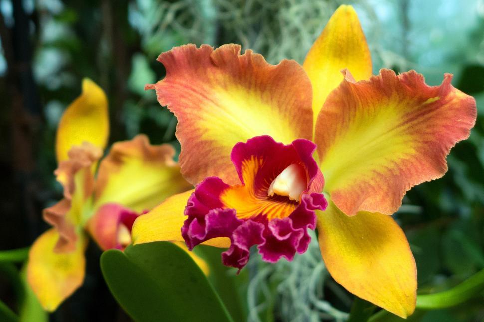 Free Image of Yellow Flowers Cattleya Orchid in Bloom 