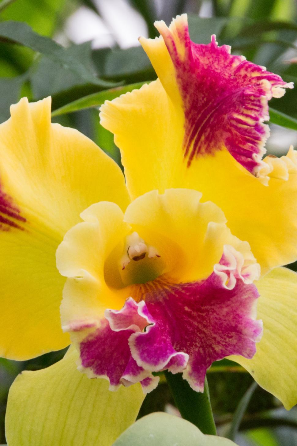 Free Image of Yellow Red Flower Cattleya Orchid Close Up 