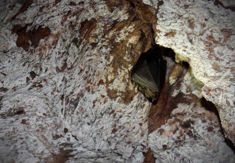 Free Image of Common Bent-wing Bat Resting Inside a Mine 