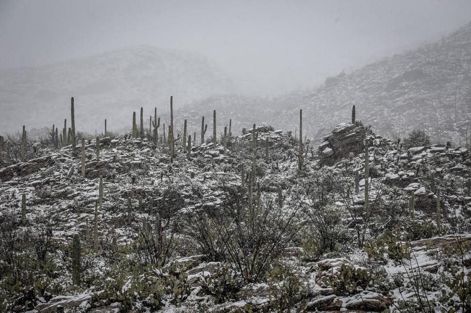 Free Image of Snow in the Sonoran Desert 