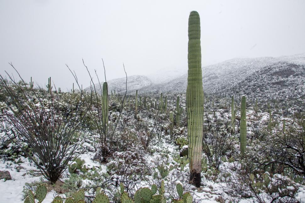 Free Image of Saguaro Cactus Forest After Snowfall 