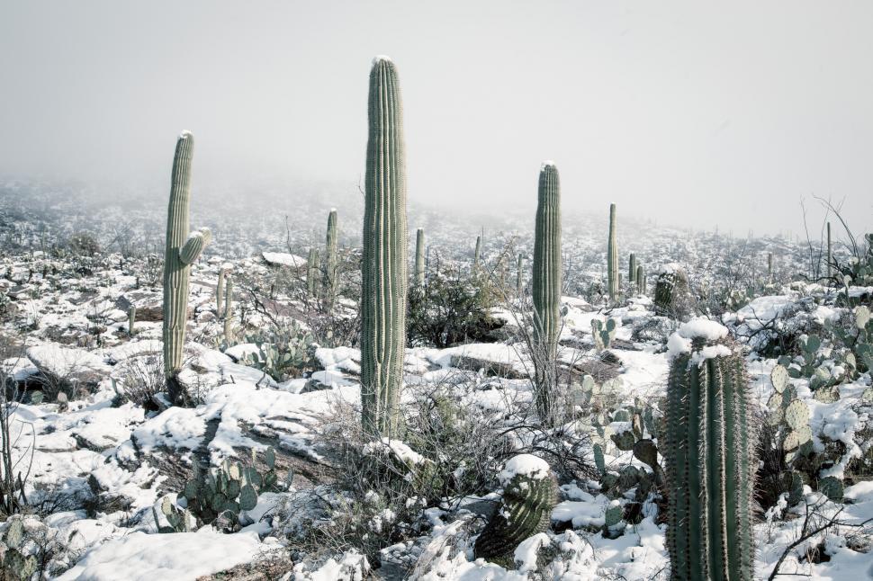 Free Image of Blanket of Snow in the Sonoran Desert 