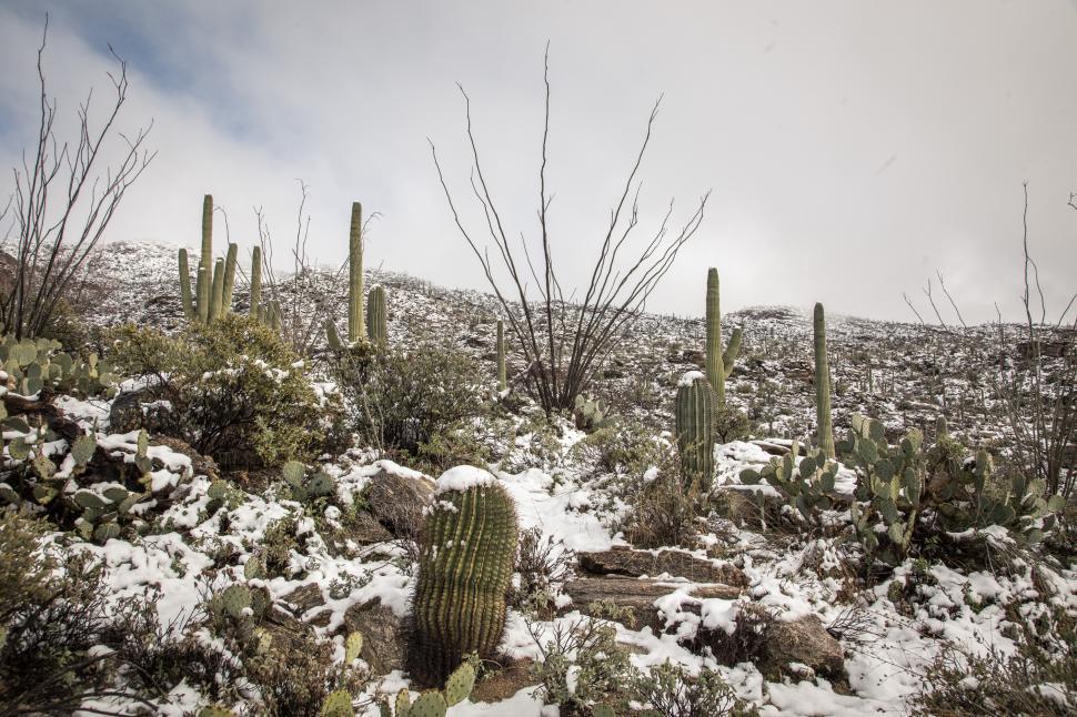 Free Image of Many Types of Cactus Covered in Fresh Snow 