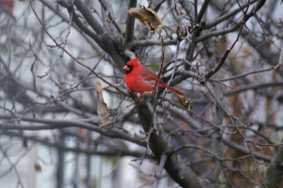 Free Image of Winter Cardinal 