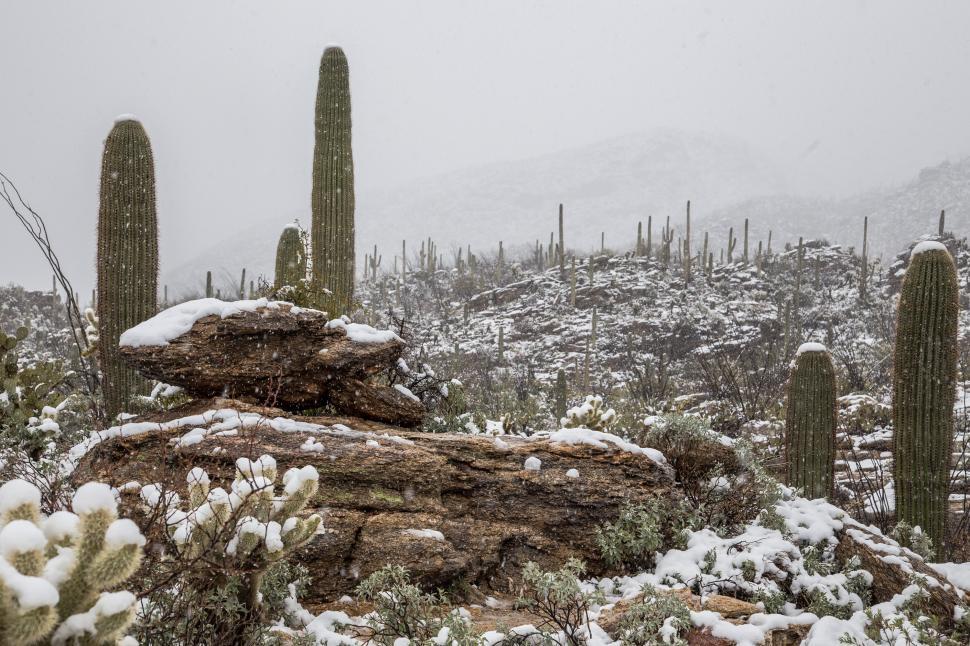Free Image of Snowing on Saguaros 