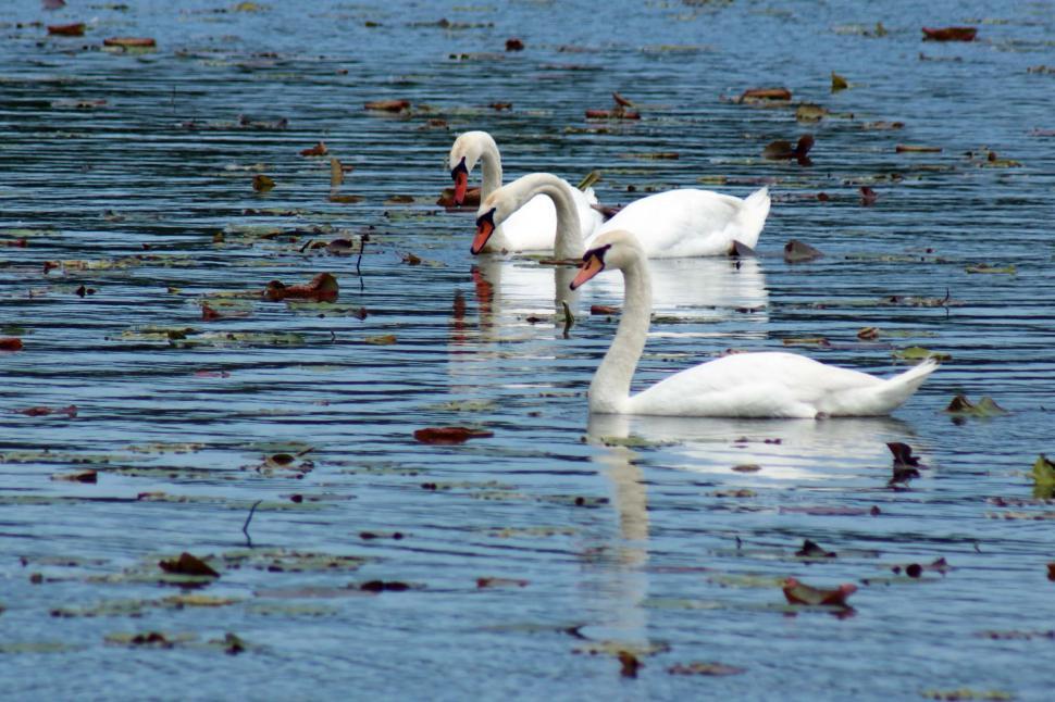 Free Image of 3 Swans 