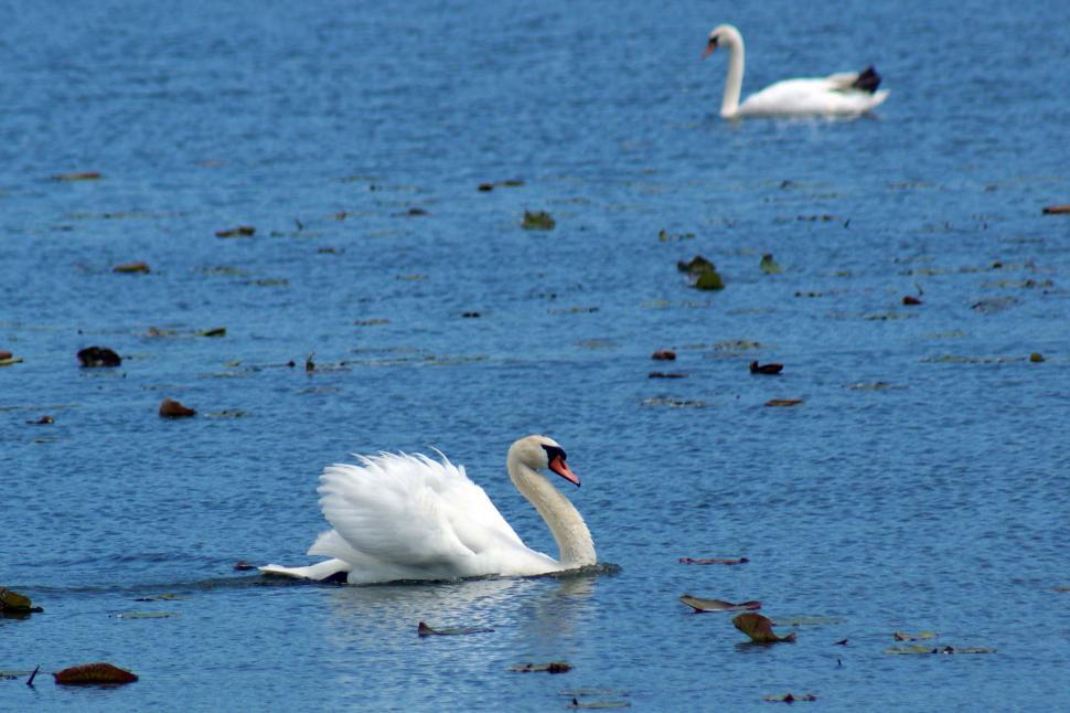 Free Image of Swan 1 